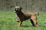 BORDER TERRIER 070